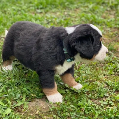 Bernese Mountain Price in Nashik | Bernese Mountain Puppies for sale in Nashik