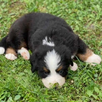 Bernese Mountain Price in Nashik | Bernese Mountain Puppies for sale in Nashik