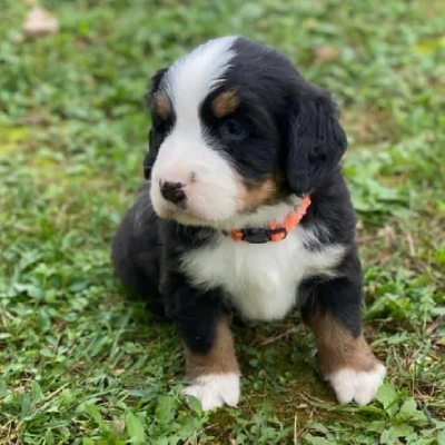 Bernese Mountain Price in Nashik | Bernese Mountain Puppies for sale in Nashik