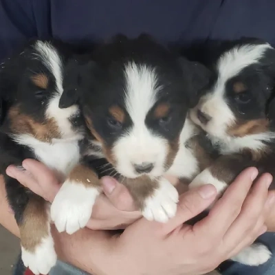 Bernese Mountain Price in Nashik | Bernese Mountain Puppies for sale in Nashik