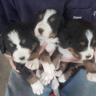 Bernese Mountain Price in Nashik | Bernese Mountain Puppies for sale in Nashik