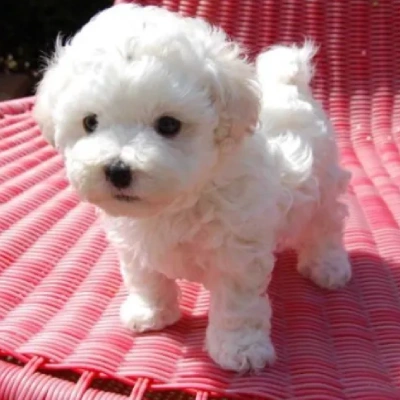 Bichon Frise Price in Surat | Bichon Frise Puppies for sale in Surat