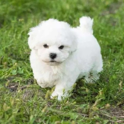 Bichon Frise Price in Surat | Bichon Frise Puppies for sale in Surat