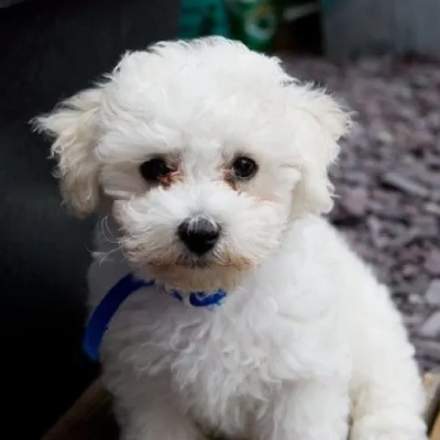 Bichon Frise Price in Surat | Bichon Frise Puppies for sale in Surat