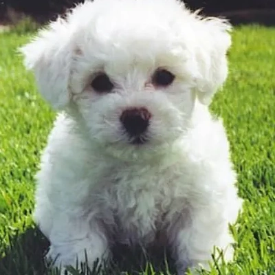 Bichon Frise Price in Surat | Bichon Frise Puppies for sale in Surat