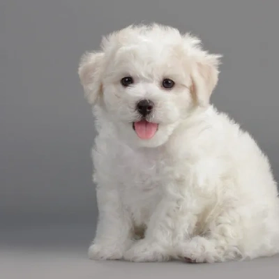 Bichon Frise Price in Surat | Bichon Frise Puppies for sale in Surat