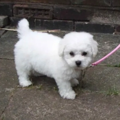 Bichon Frise Price in Visakhapatnam | Bichon Frise Puppies for sale in Visakhapatnam