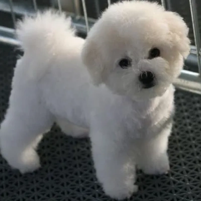 Bichon Frise Price in Surat | Bichon Frise Puppies for sale in Surat