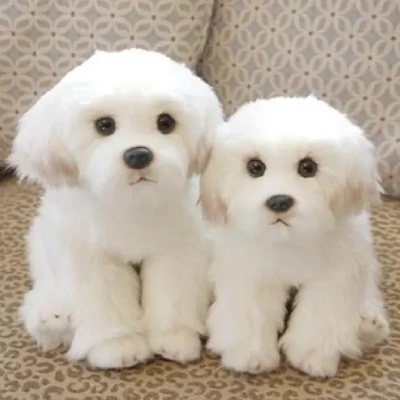 Bichon Frise Price in Surat | Bichon Frise Puppies for sale in Surat