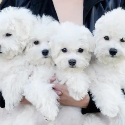 Bichon Frise Price in Surat | Bichon Frise Puppies for sale in Surat