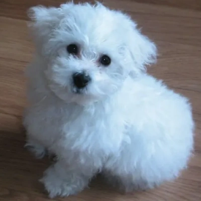 Bichon Frise Price in Surat | Bichon Frise Puppies for sale in Surat