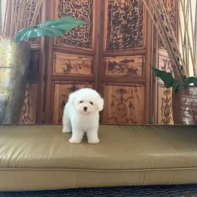 Bichon Frise Price in Surat | Bichon Frise Puppies for sale in Surat