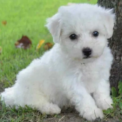 Bichon Frise Price in Surat | Bichon Frise Puppies for sale in Surat