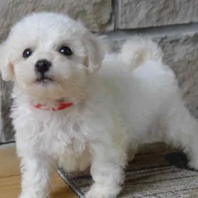 Bichon Frise Price in Surat | Bichon Frise Puppies for sale in Surat