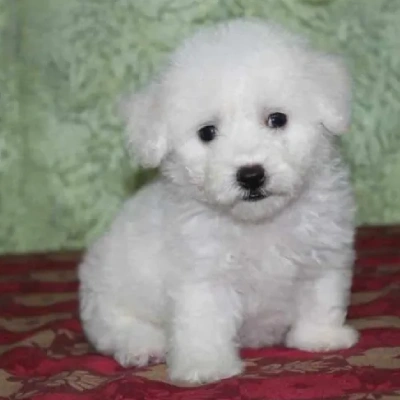 Bichon Frise Price in Surat | Bichon Frise Puppies for sale in Surat