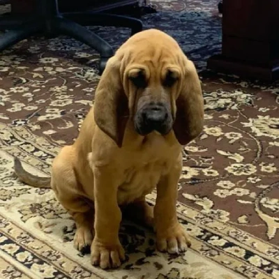 Bloodhound Price in Surat | Bloodhound Puppies for sale in Surat