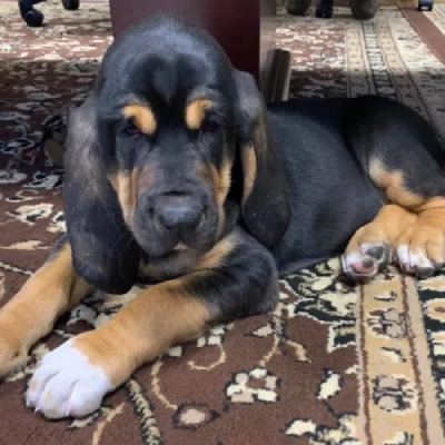 Bloodhound Price in Nashik | Bloodhound Puppies for sale in Nashik