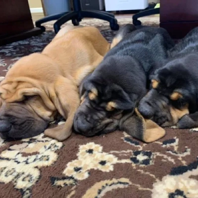 Bloodhound Price in Nashik | Bloodhound Puppies for sale in Nashik