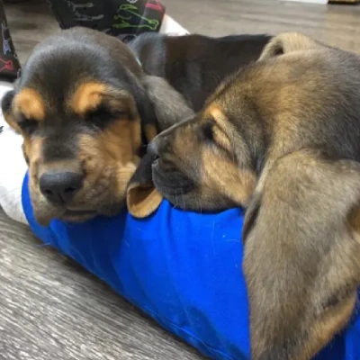 Bloodhound Price in Nashik | Bloodhound Puppies for sale in Nashik