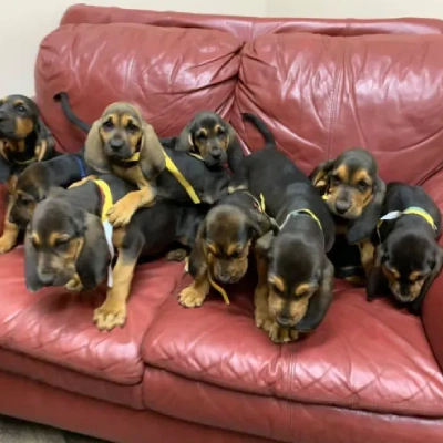 Bloodhound Price in Surat | Bloodhound Puppies for sale in Surat