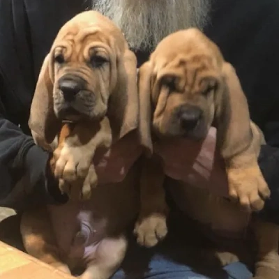 Bloodhound Price in Surat | Bloodhound Puppies for sale in Surat