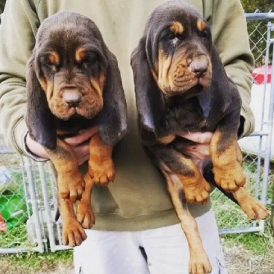 Bloodhound Price in Surat | Bloodhound Puppies for sale in Surat