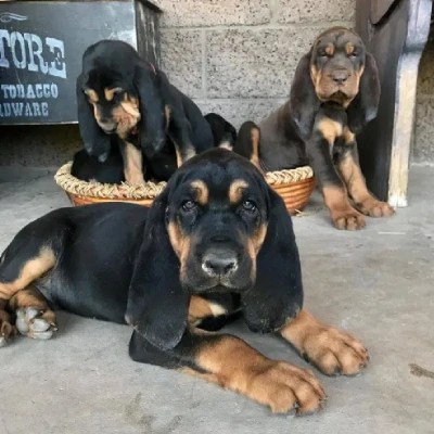 Bloodhound Price in Surat | Bloodhound Puppies for sale in Surat