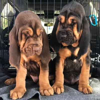 Bloodhound Price in Surat | Bloodhound Puppies for sale in Surat