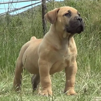 Boerboel Price in Surat | Boerboel Puppies for sale in Surat