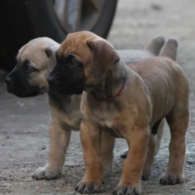 Boerboel Price in Surat | Boerboel Puppies for sale in Surat