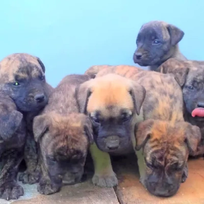 Boerboel Price in Surat | Boerboel Puppies for sale in Surat