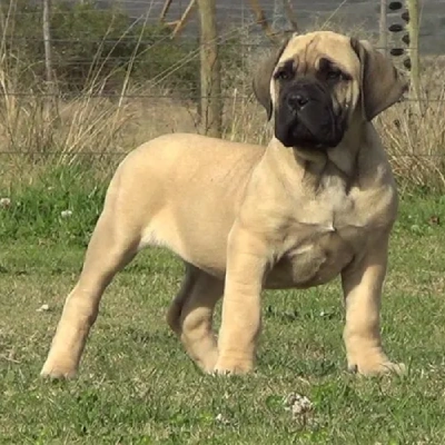 Boerboel Price in Surat | Boerboel Puppies for sale in Surat