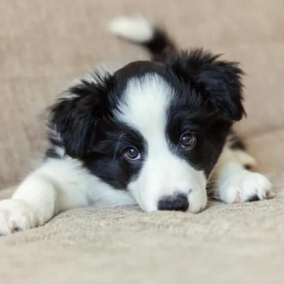 Border Collie Price in Visakhapatnam | Border Collie Puppies for sale in Visakhapatnam