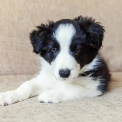 Border Collie Price in Visakhapatnam | Border Collie Puppies for sale in Visakhapatnam