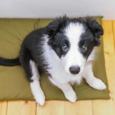 Border Collie Price in Visakhapatnam | Border Collie Puppies for sale in Visakhapatnam