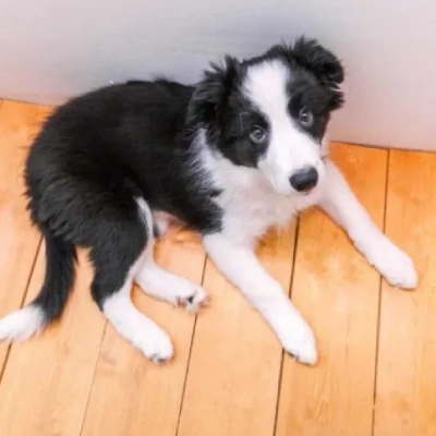 Border Collie Price in Visakhapatnam | Border Collie Puppies for sale in Visakhapatnam