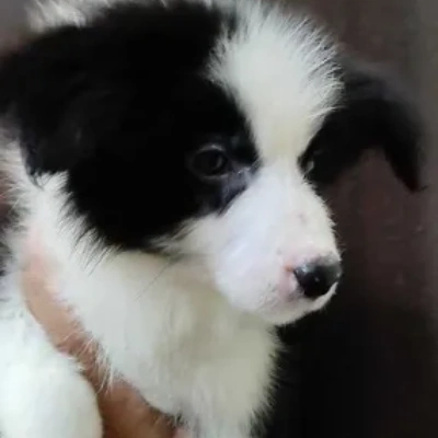 Border Collie Price in Visakhapatnam | Border Collie Puppies for sale in Visakhapatnam