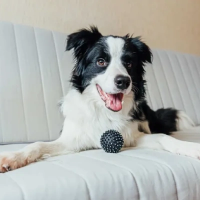 Border Collie Price in Visakhapatnam | Border Collie Puppies for sale in Visakhapatnam