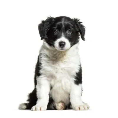 Border Collie Price in Visakhapatnam | Border Collie Puppies for sale in Visakhapatnam