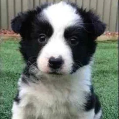 Border Collie Price in Visakhapatnam | Border Collie Puppies for sale in Visakhapatnam