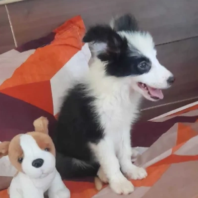 Border Collie Price in Visakhapatnam | Border Collie Puppies for sale in Visakhapatnam