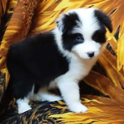 Border Collie Price in Visakhapatnam | Border Collie Puppies for sale in Visakhapatnam