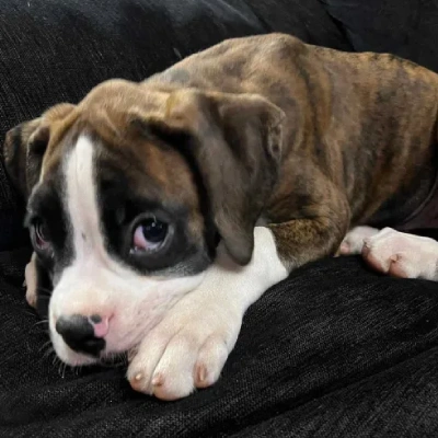 Boxer Price in Chennai | Boxer Puppies for sale in Chennai