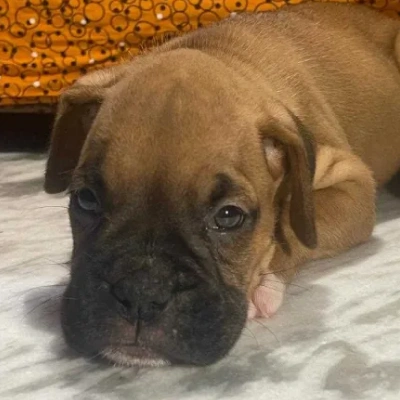 Boxer Price in Bangalore | Boxer Puppies for sale in Bangalore