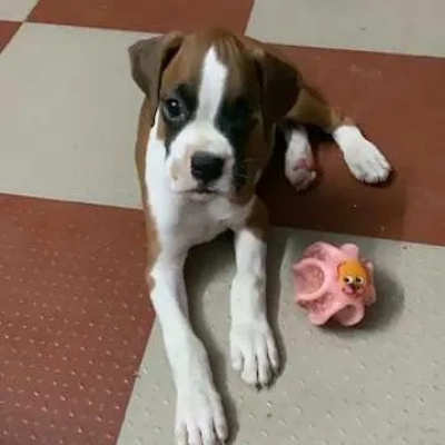 Boxer Price in Bangalore | Boxer Puppies for sale in Bangalore