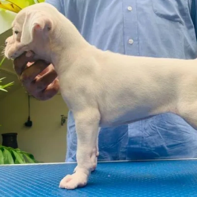 Boxer Price in Bangalore | Boxer Puppies for sale in Bangalore