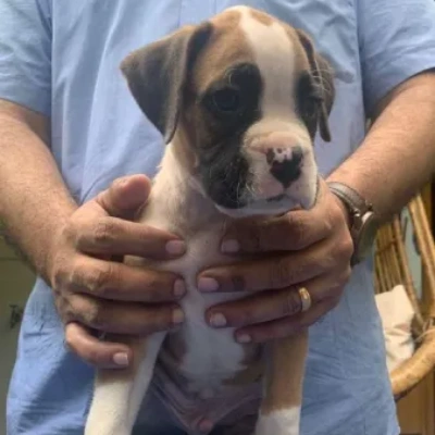 Boxer Price in Bangalore | Boxer Puppies for sale in Bangalore