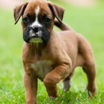 Boxer Price in Chennai | Boxer Puppies for sale in Chennai