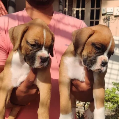 Boxer Price in Bangalore | Boxer Puppies for sale in Bangalore