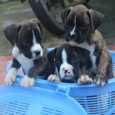 Boxer Price in Chennai | Boxer Puppies for sale in Chennai